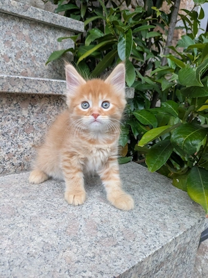 Maine Coon Babys 