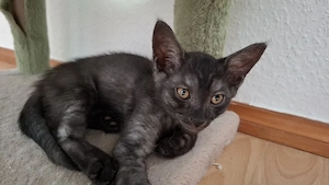 Katzenbabys suchen ein neues Zuhause 