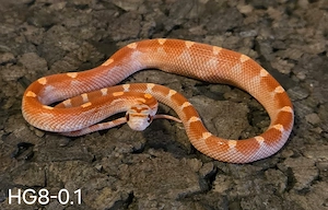 Hypo Blood Motley Pied, Ghostblood Motley Pied 