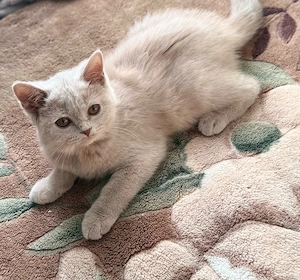 BKH Kitten mit Stammbaum