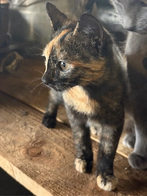 Zuckersüsses Kitten abzugeben