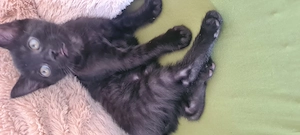 Katzen Babys liebe volle Hände abgeben