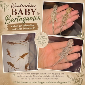  Wunderschöne Baby-Bartagamen Sucht euch eure 2 Lieblinge für nur 150   Verschiedene  Farben :)