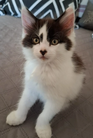 4 Maine Coon Katzenkinder 2- und 3farbig, geb. am 30.05.2026