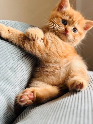 BKH Kitten suchen ein liebevolles zu Hause 