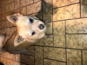 Chihuahua zu verkaufen jung