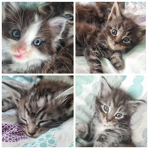 Maine Coon Kitten reinrassig