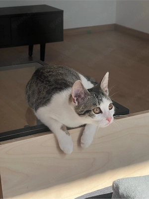 Geschwisterkitten