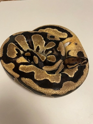 1.2 Königspythons in erfahrene Hände abzugeben (Piebald, Clown, yellowbelly, orange dream)