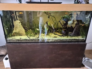Aquarium Komplett