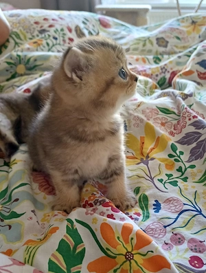 Bkh Britische kurzhaar kitten Gold Schadet 