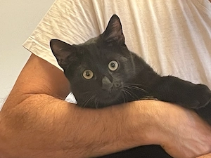 Total verschmuster junger schwarzer Kater (Kitten)