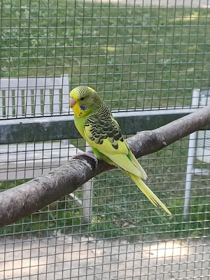 junge Wellensittiche  Bild 2