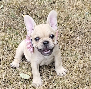 Französische Bulldoggen-Hündin, 12 Wochen alt, sucht liebevolles Zuhause