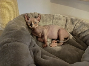 Canadian Elf sphynx Katze mädchen 