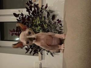 Elf sphynx Katze 