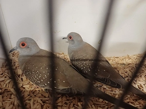 Diamanttäubchen 
