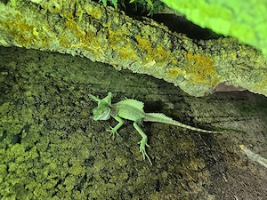 Grüner Stirnlappenbasilisk-Männchen 