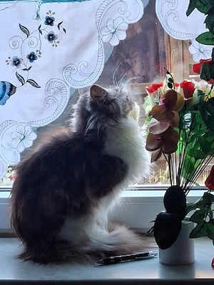 Maine coon katze 