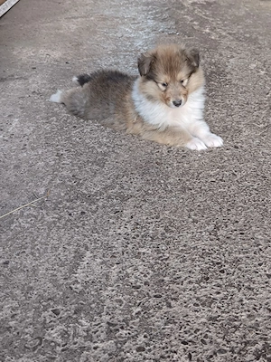 Colliewelpen mit VDH Papiere 