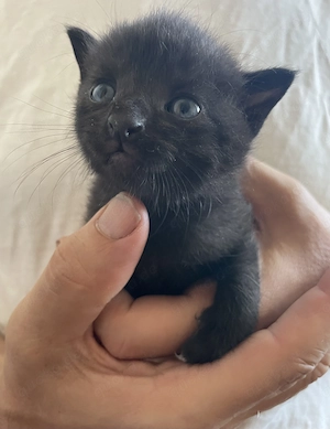 Total verschmuster junger schwarzer Kater (Kitten)