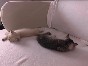 BKH Kitten