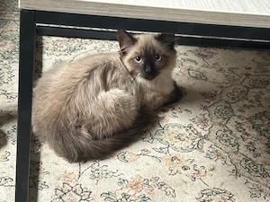 siam Kitten 