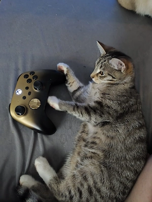 junge katze 