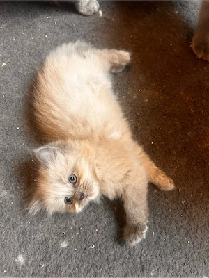 Kitten abzugeben  Bild 6
