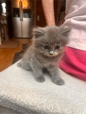 Kitten abzugeben  Bild 3