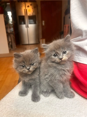 Kitten abzugeben 