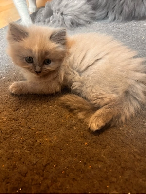 Kitten abzugeben  Bild 5