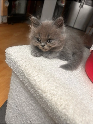 Kitten abzugeben  Bild 2