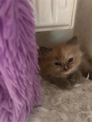Kitten abzugeben  Bild 4