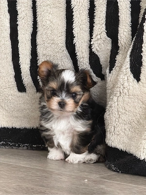 Yorkshire Terrier, Welpe  