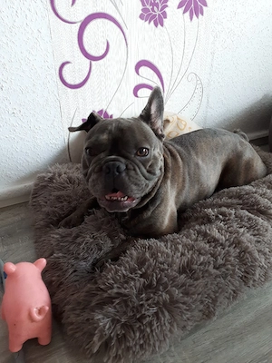 Französische Bulldogge 