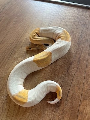 Königspython Python regius   1.0 Banana Pied Redstripe