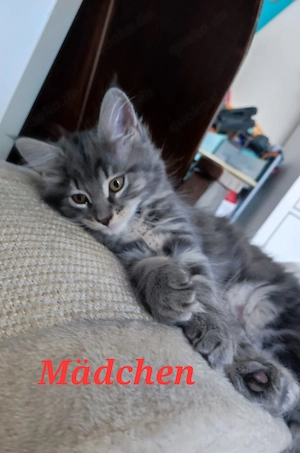 Maine Coon Mix