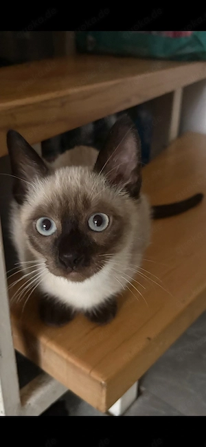 Siam-Kater sucht liebevolles Zuhause   
