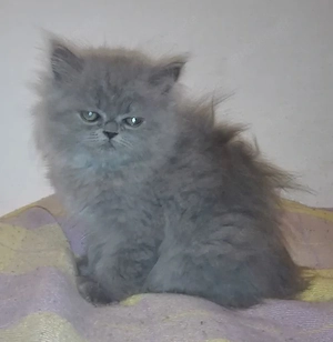  Reinrassige Perserkitten, Perserkätzchen, Perserbaby Perserkatzen, . Bild 5