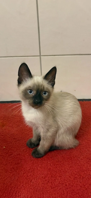           Siam-Kater sucht liebevolles Zuhause