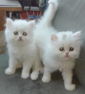  Reinrassige Perserkitten, Perserkätzchen, Perserbaby, 8 Wochen alt..