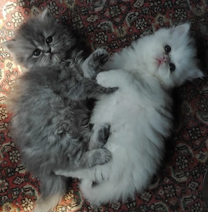  Reinrassige Perserkitten, Perserkätzchen, Perserbaby, 8 Wochen alt..