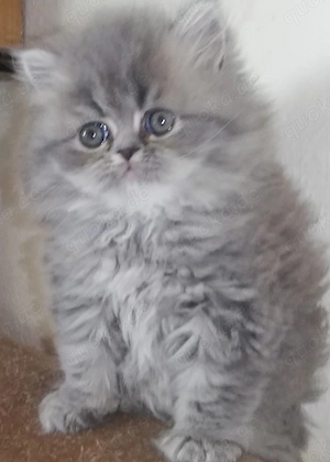  Reinrassige Perserkitten, Perserkätzchen, Perserbaby, 8 Wochen alt..