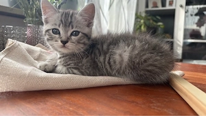 Kitten abzugeben