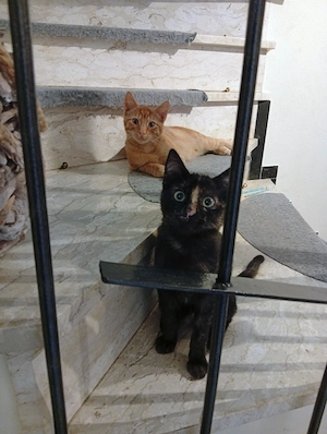 Katzenkinder 4 Monate