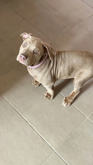 American Bully XL Hündin Lilac tan mit Ahnentafel