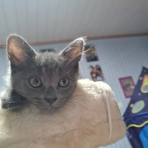 Süße britisch kurzhaar Kitten Bkh Katzen
