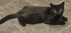 Wunderschöne schwarze Katze, 4 Monate, sucht liebevolles Zuhause
