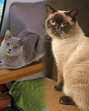 Wunderschöne schwarze Katze, 4 Monate, sucht liebevolles Zuhause Bild 4